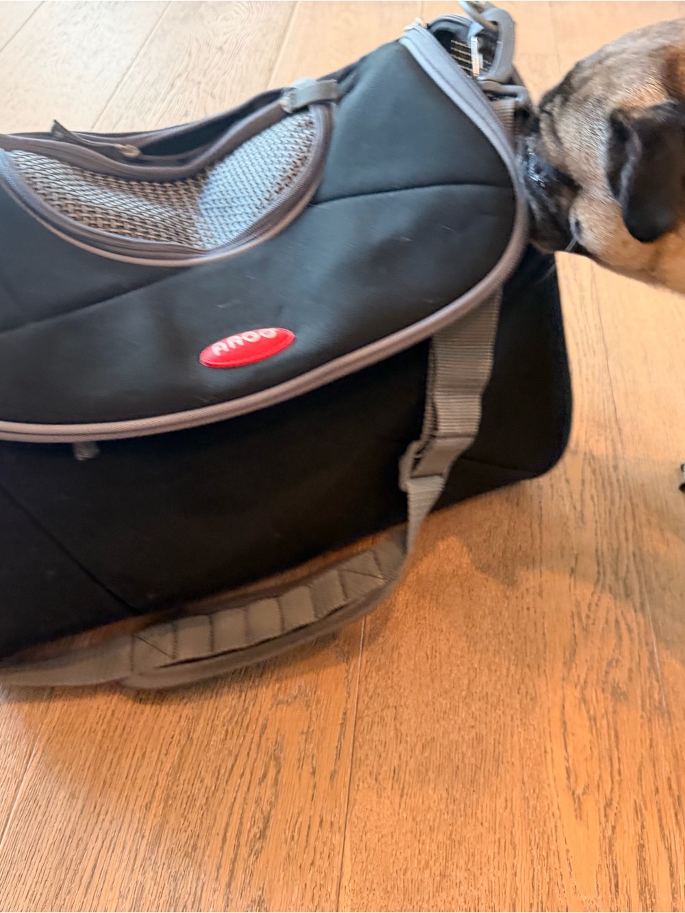 Black Pet Carrier soft Bag with Gray Trim
